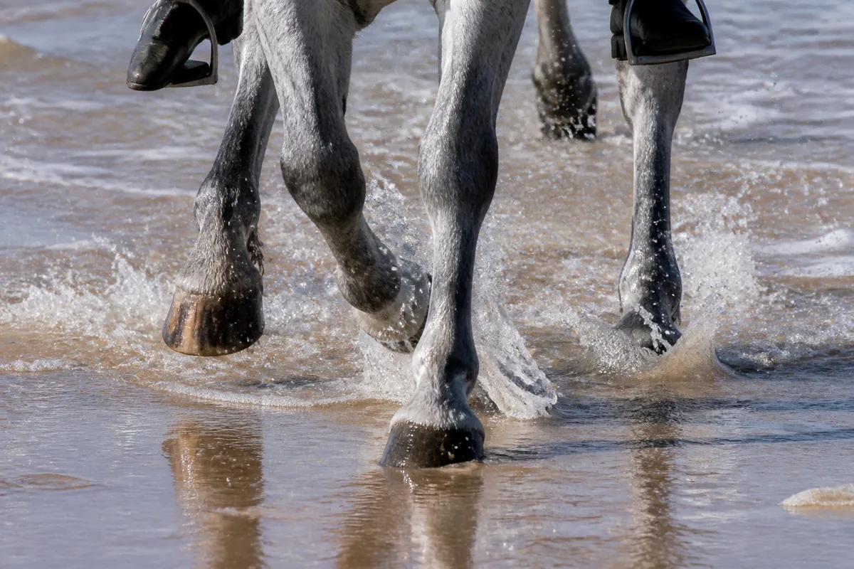 Sabots et jambes d’un cheval éclaboussant l’eau peu profonde au bord de l’estran breton