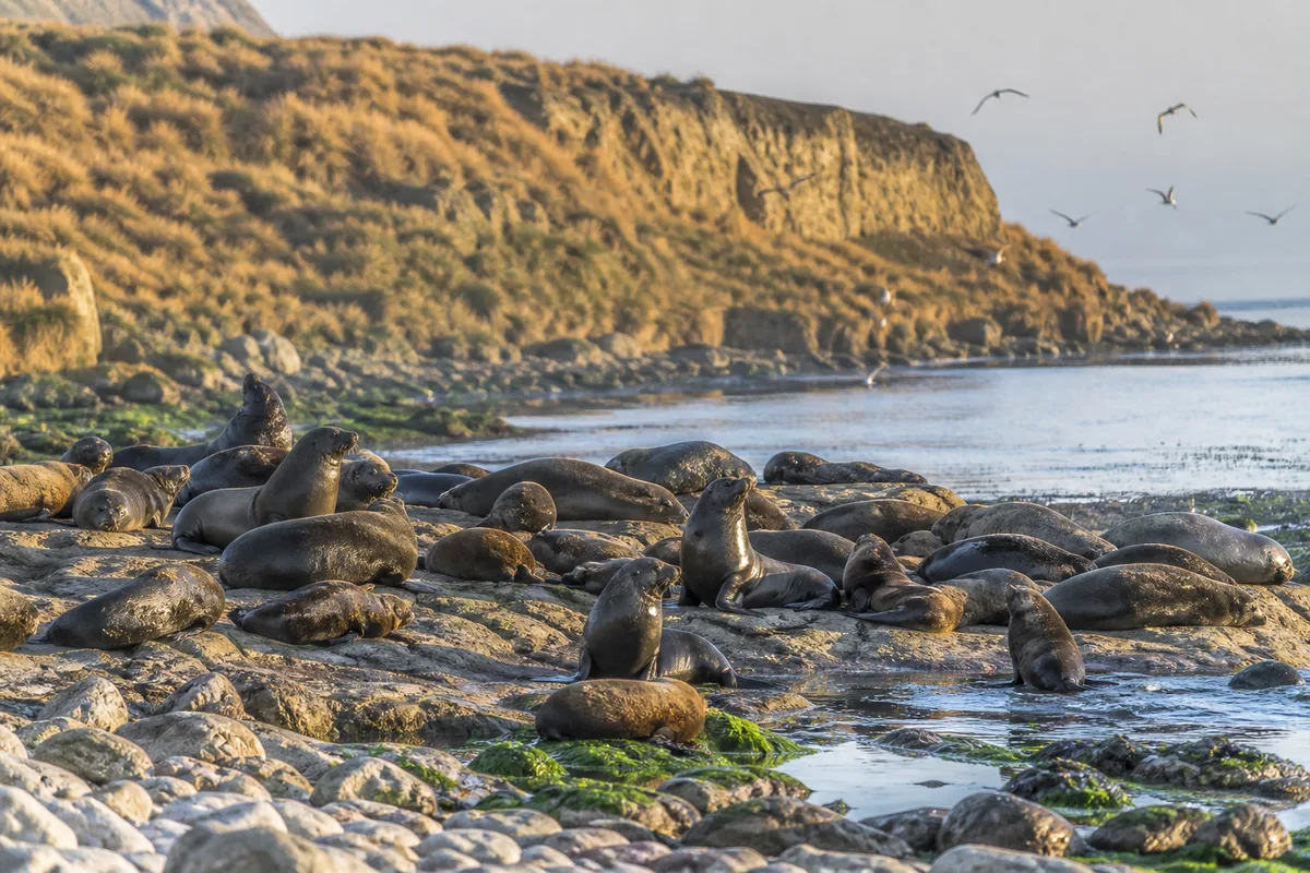 Colonie d’otaries au repos sur une plage rocheuse d’île, lumière matinale